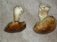 pilz1.webp