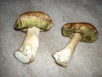 pilz2.webp