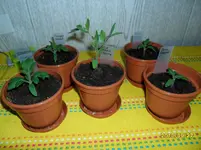 SAM_0106.webp
