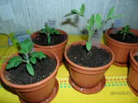 SAM_0107.webp