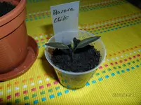 SAM_0108.webp