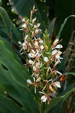 Hedychium spicatum.webp
