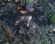 die erste Herbstzeitlose Waterlilly.webp