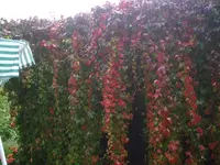 PIC00267.webp