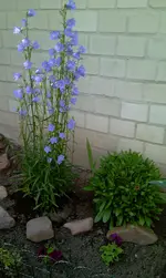 IMAG0186.webp