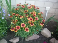 100_1759.webp