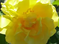 006.webp