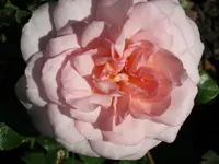 029.webp