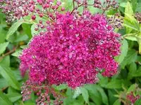ALIM0499.webp