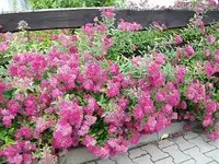 ALIM0511.webp