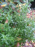 Diverses 046.webp