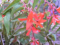 Diverses 049.webp