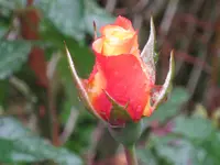 020.webp