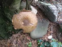 IMG_7492 gr_Pilz 1.webp