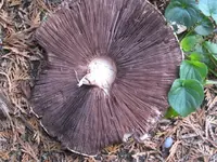 IMG_7495 gr_Pilz 2.webp