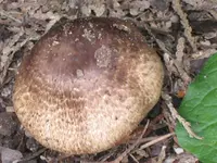 IMG_7501 Pilz.webp