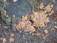 IMG_7507 Pilz.webp