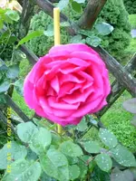 JD500193.webp
