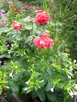 JD500199.webp