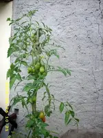 JD500190.webp