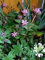 SDC12293.webp