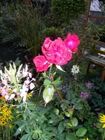 SDC12306.webp
