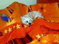 SDC12276.webp