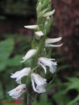 spiranthes1.jpg