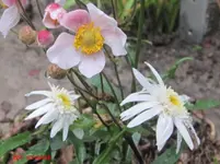 anemone1.webp
