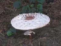 IMG_7558 Pilz.webp