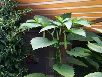 1024_Et II.webp