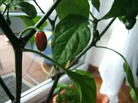 DSCF4156.webp