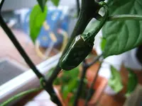 DSCF4157.webp