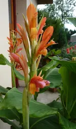 Cannaorange.webp