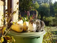 Hundundelkeundich 1106 003.webp