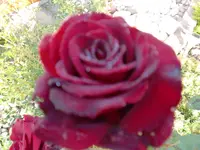 CIMG0202.webp