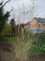 miscsin silberspinne.webp