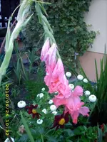 JD500210.webp