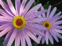 September 2010 520v.webp