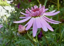 September 2010 523v.webp