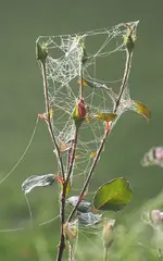 Rose herbstlich angehaucht.webp