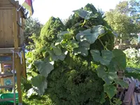 CIMG7379.webp