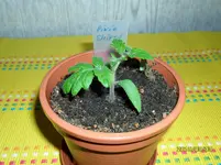 SAM_0119.webp