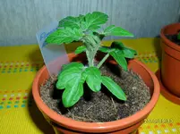SAM_0120.webp