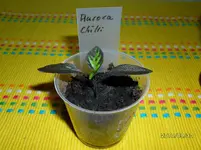 SAM_0121.webp