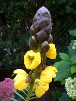 senna cassia.webp