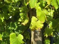 k-IMG_5143 Weintrauben.webp