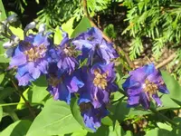 k-IMG_4864 Rittersporn.webp