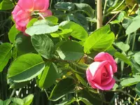 k-IMG_6963 Pink Peace.webp