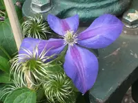 k-IMG_5144 Clematis.webp
